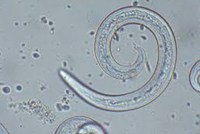 „Angylostrongylus vasorum“, Mikroskopaufnahme