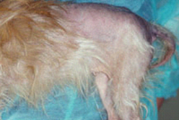 Typische Hautveränderungen eines Morbus Cushing